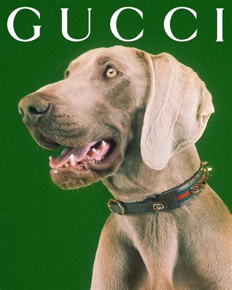 gucci pet grote logo|gucci dog and cat.